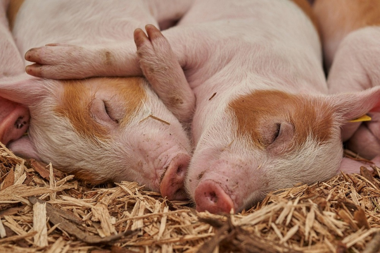 Немецкого фермера подозревают в гибели 700 свиней